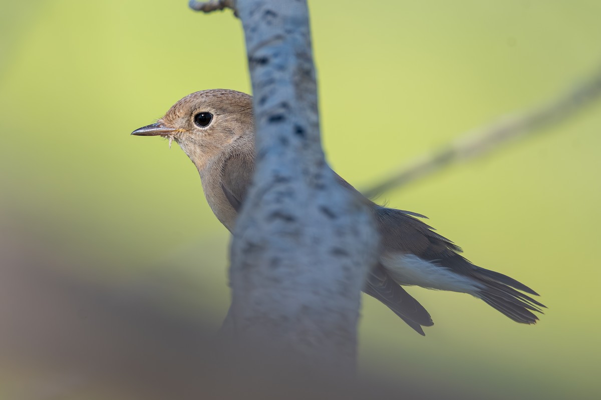 Red-breasted Flycatcher - ML644114695