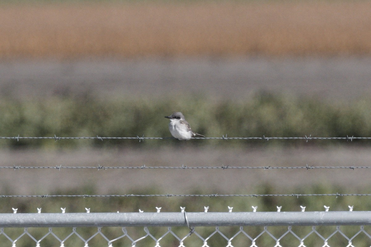 Gray Kingbird - ML644114698