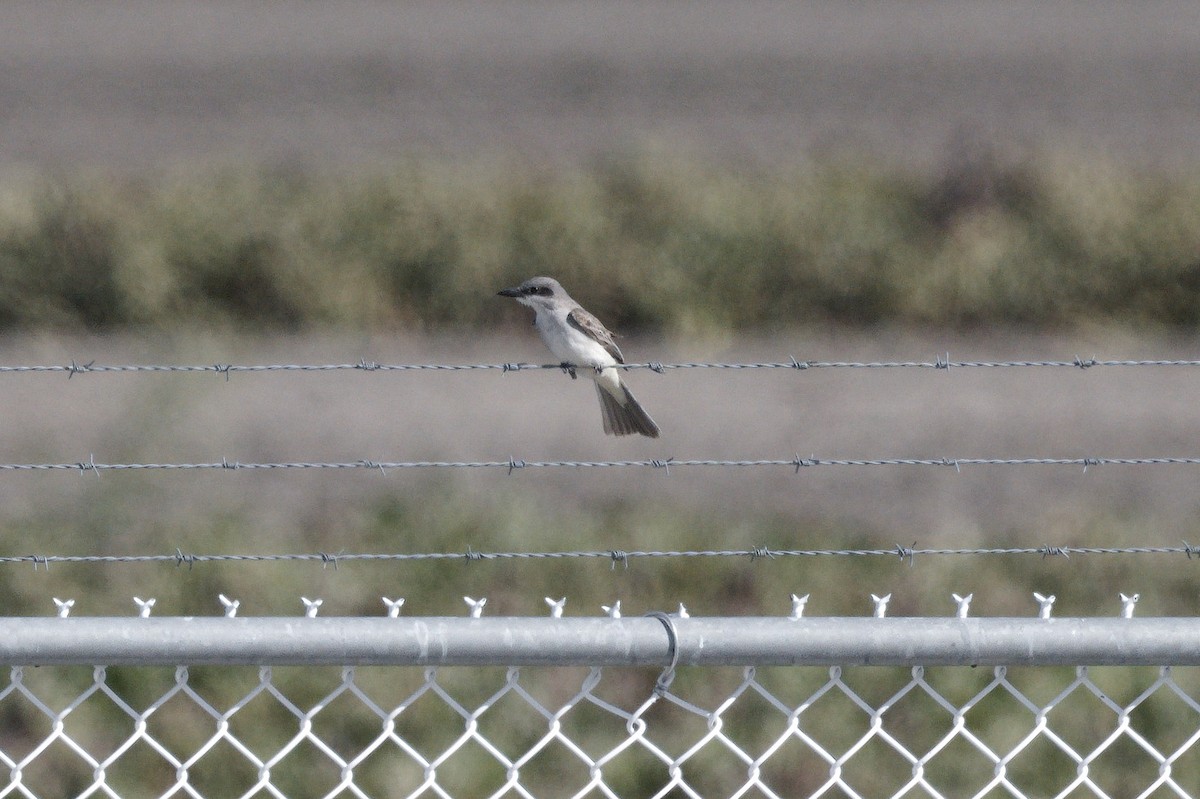 Gray Kingbird - ML644114699