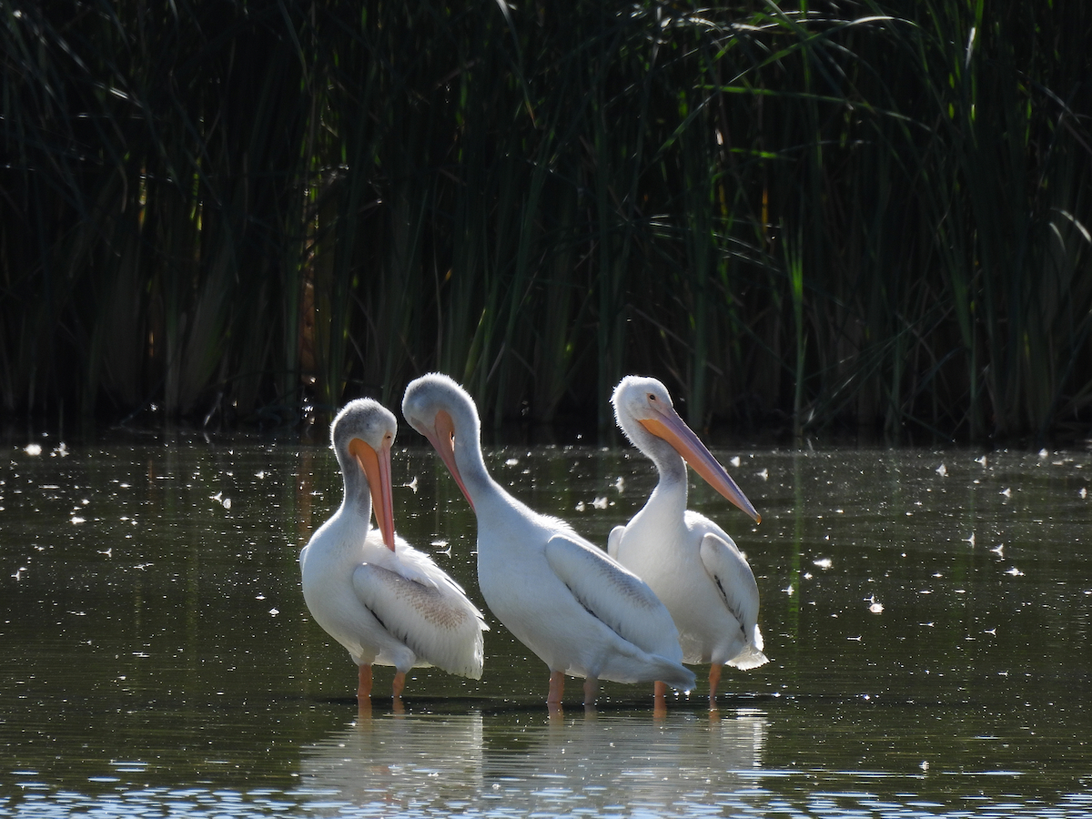 American White Pelican - ML644114701