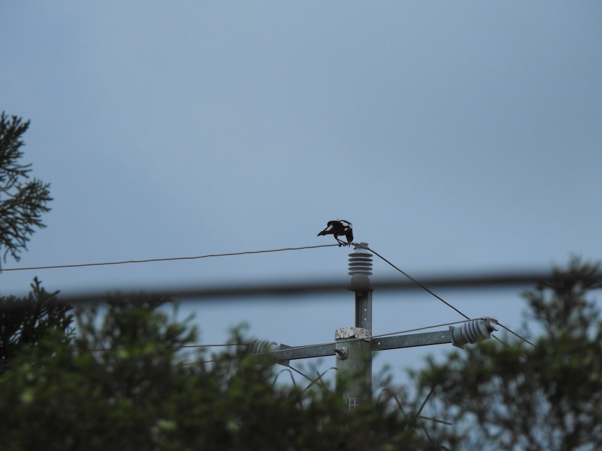Australian Magpie - ML644114706
