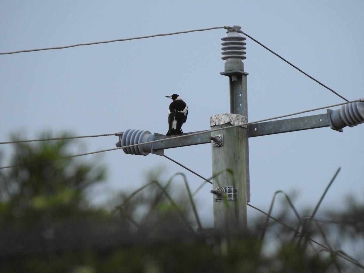 Australian Magpie - ML644114707