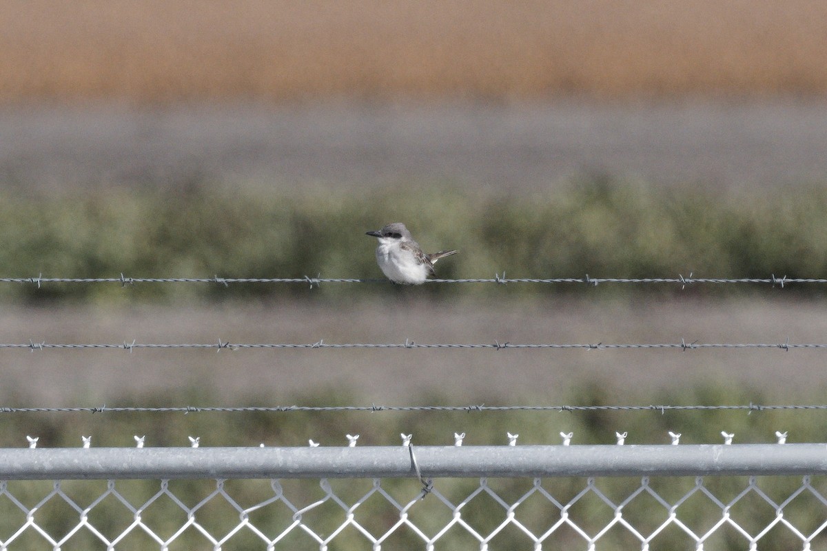 Gray Kingbird - ML644114721