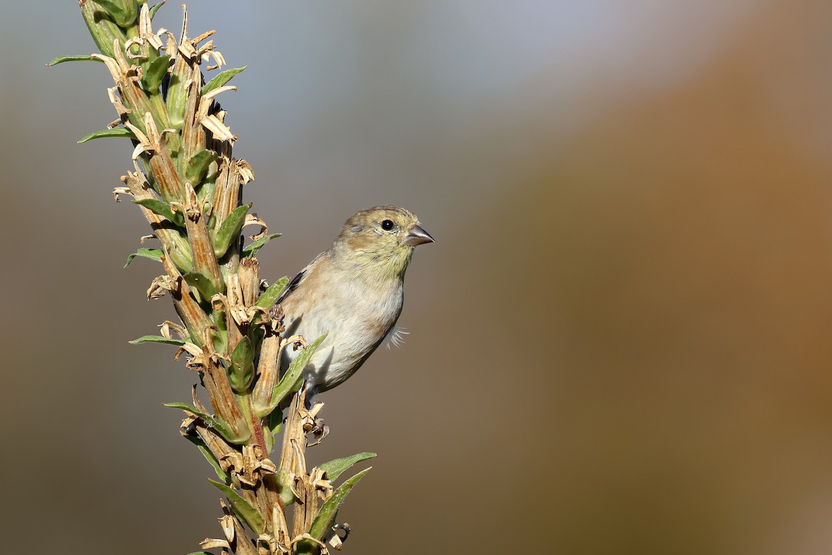 čížek žlutý - ML644114723