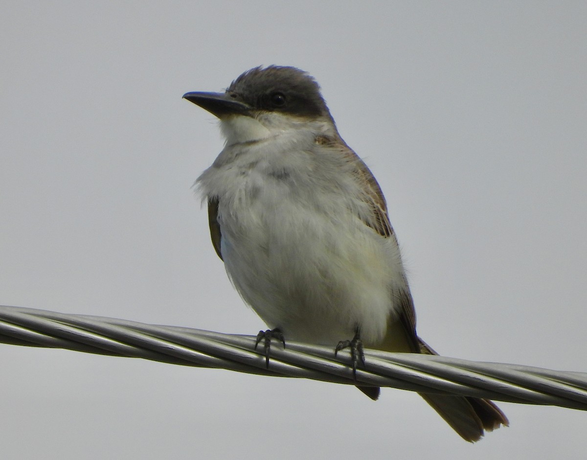 Gray Kingbird - ML644114725