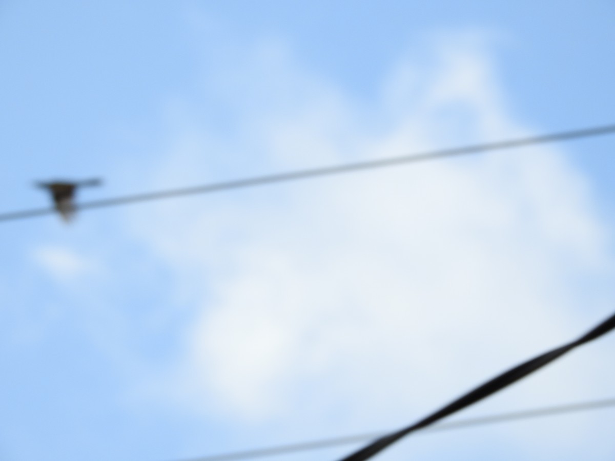 Pied Currawong - ML644114733