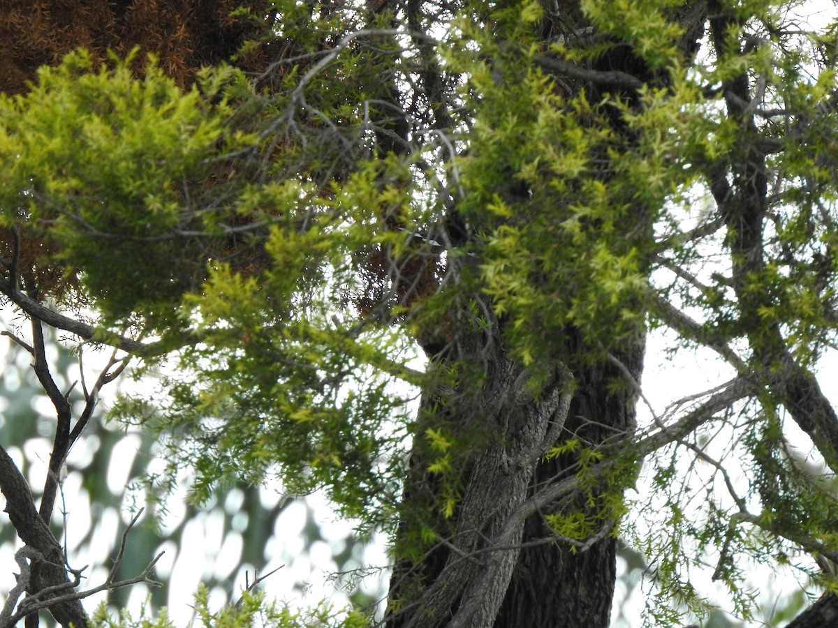 Pied Currawong - ML644114734