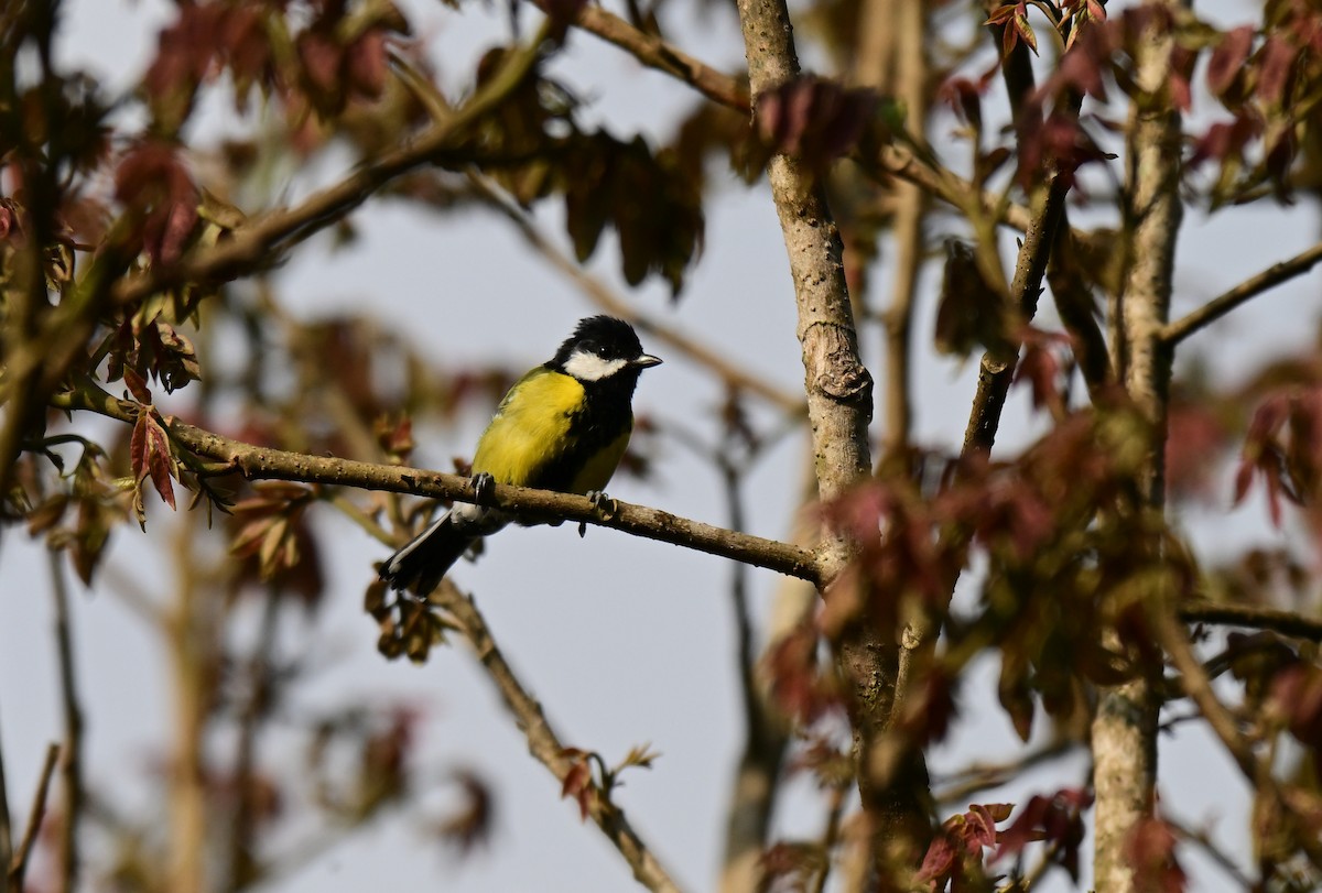 Bergkohlmeise - ML644114742