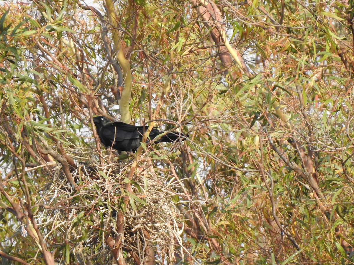 Torresian Crow - ML644114747