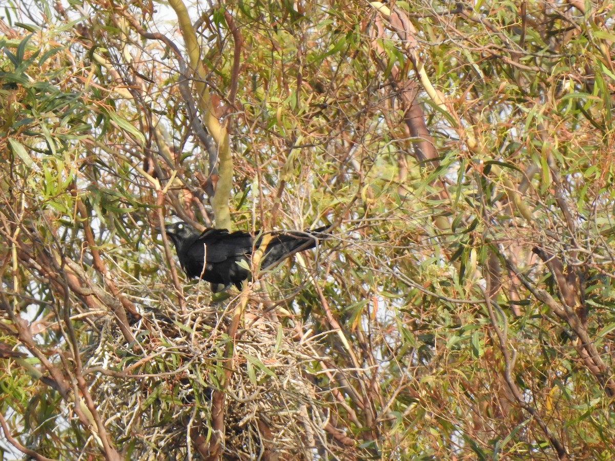 Torresian Crow - ML644114748