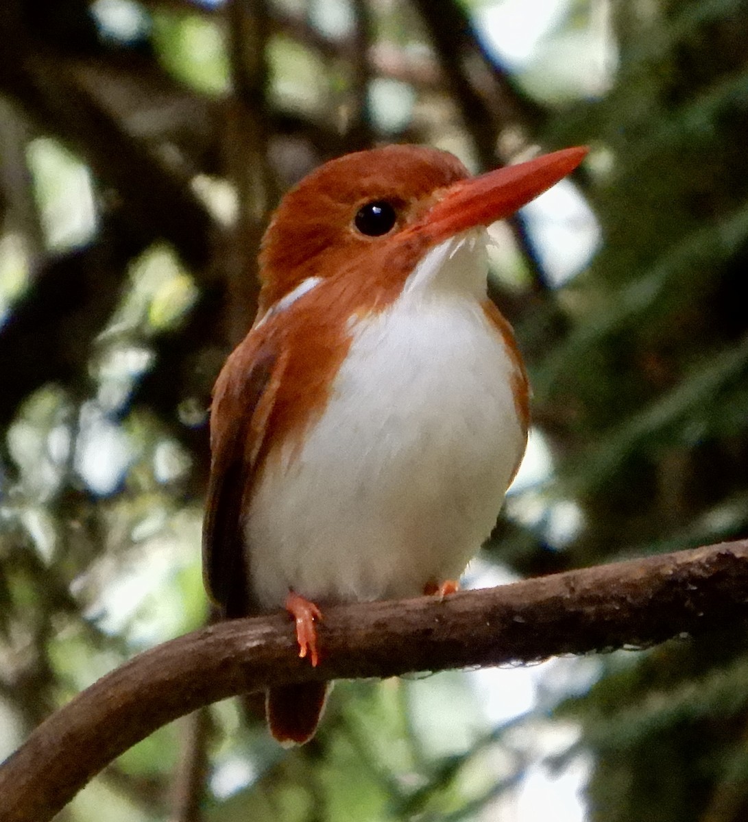 Martin-pêcheur malgache - ML644114749
