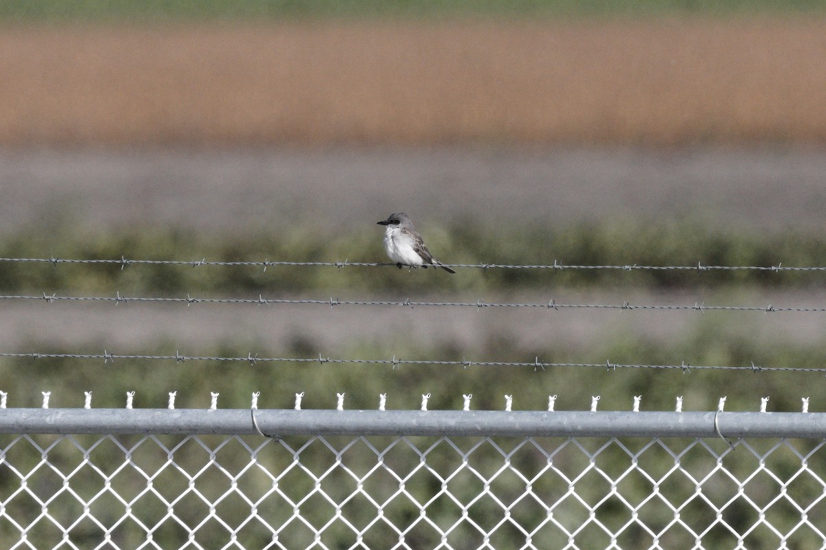 Gray Kingbird - ML644114754