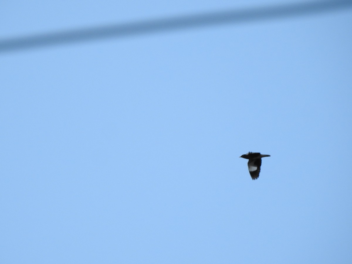 Common Myna - ML644114755