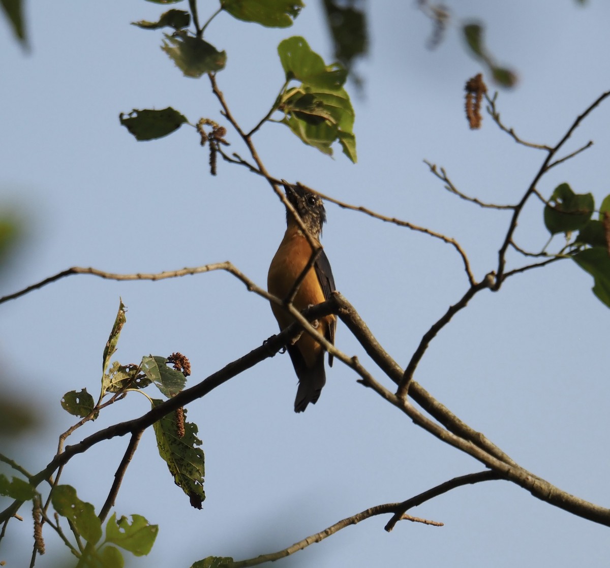 Taiwan Vivid Niltava - ML644114760