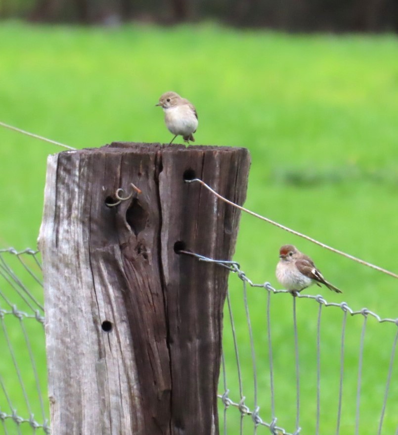 Red-capped Robin - ML644114764