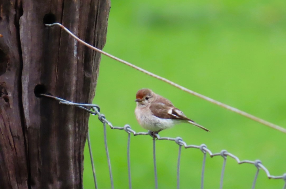 Red-capped Robin - ML644114765