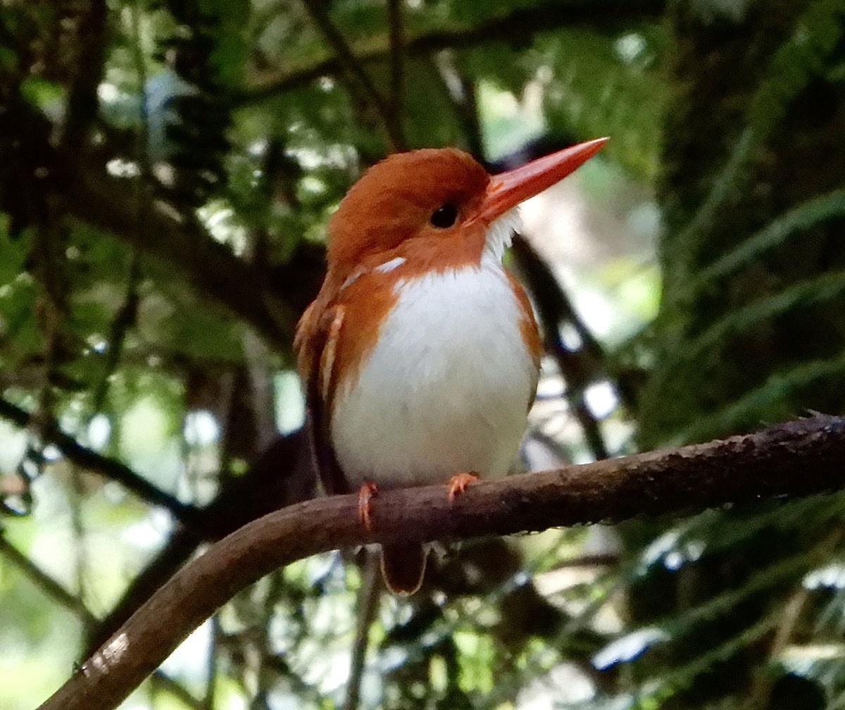 Martin-pêcheur malgache - ML644114773