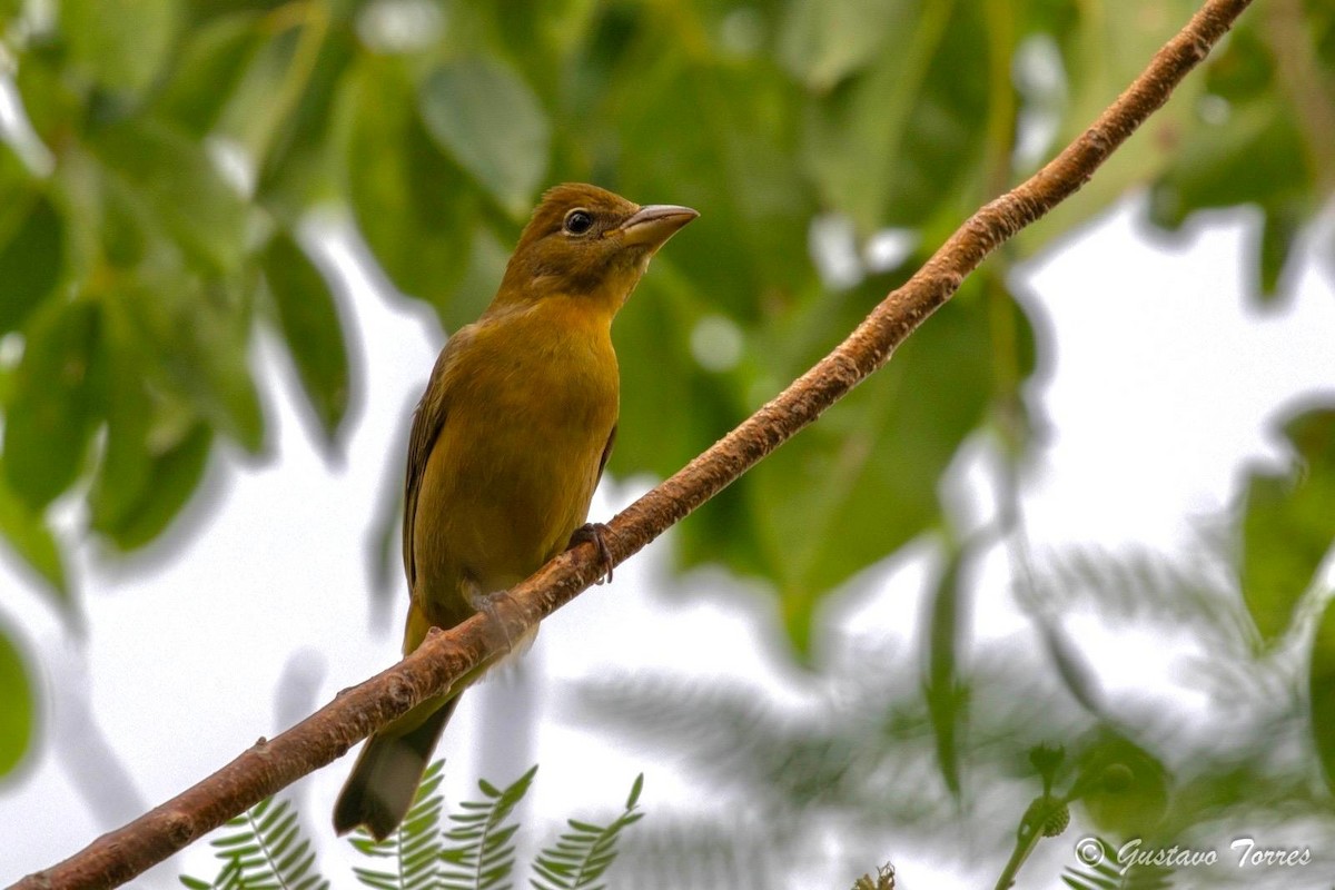 Summer Tanager - ML644114780