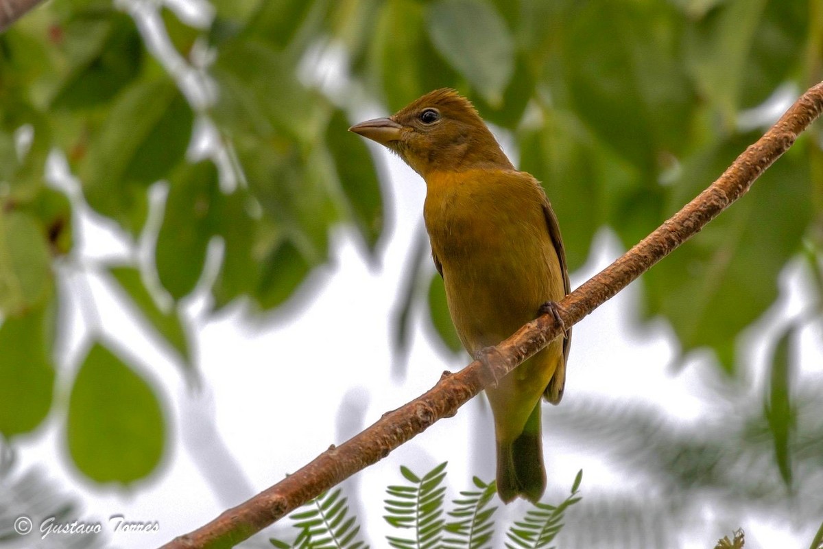 Summer Tanager - ML644114781