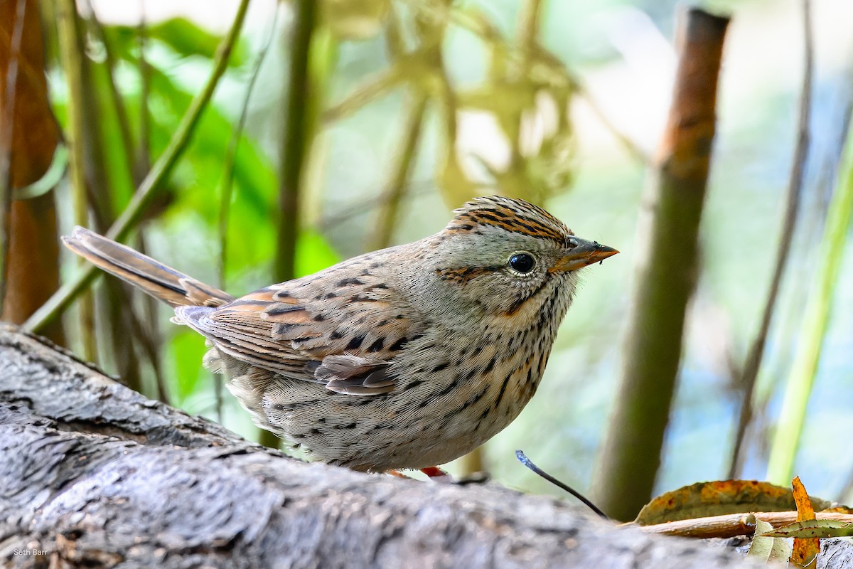 Lincoln's Sparrow - ML644114787