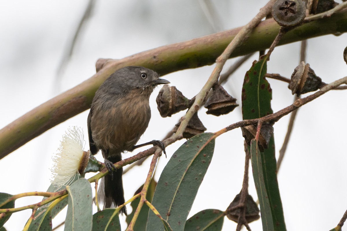 Wrentit - ML644114796