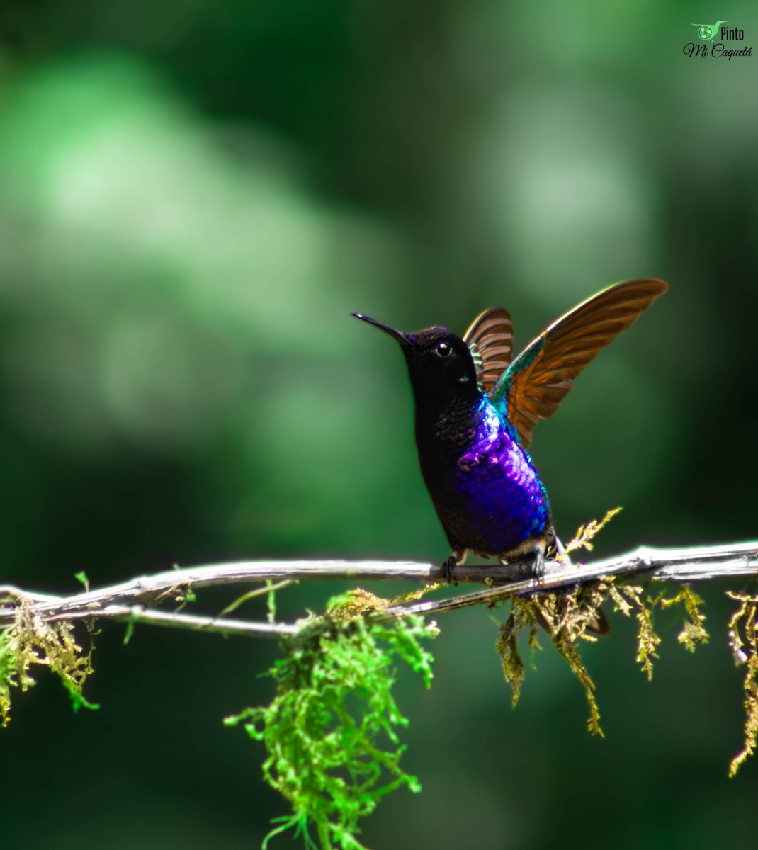 Velvet-purple Coronet - ML644114797