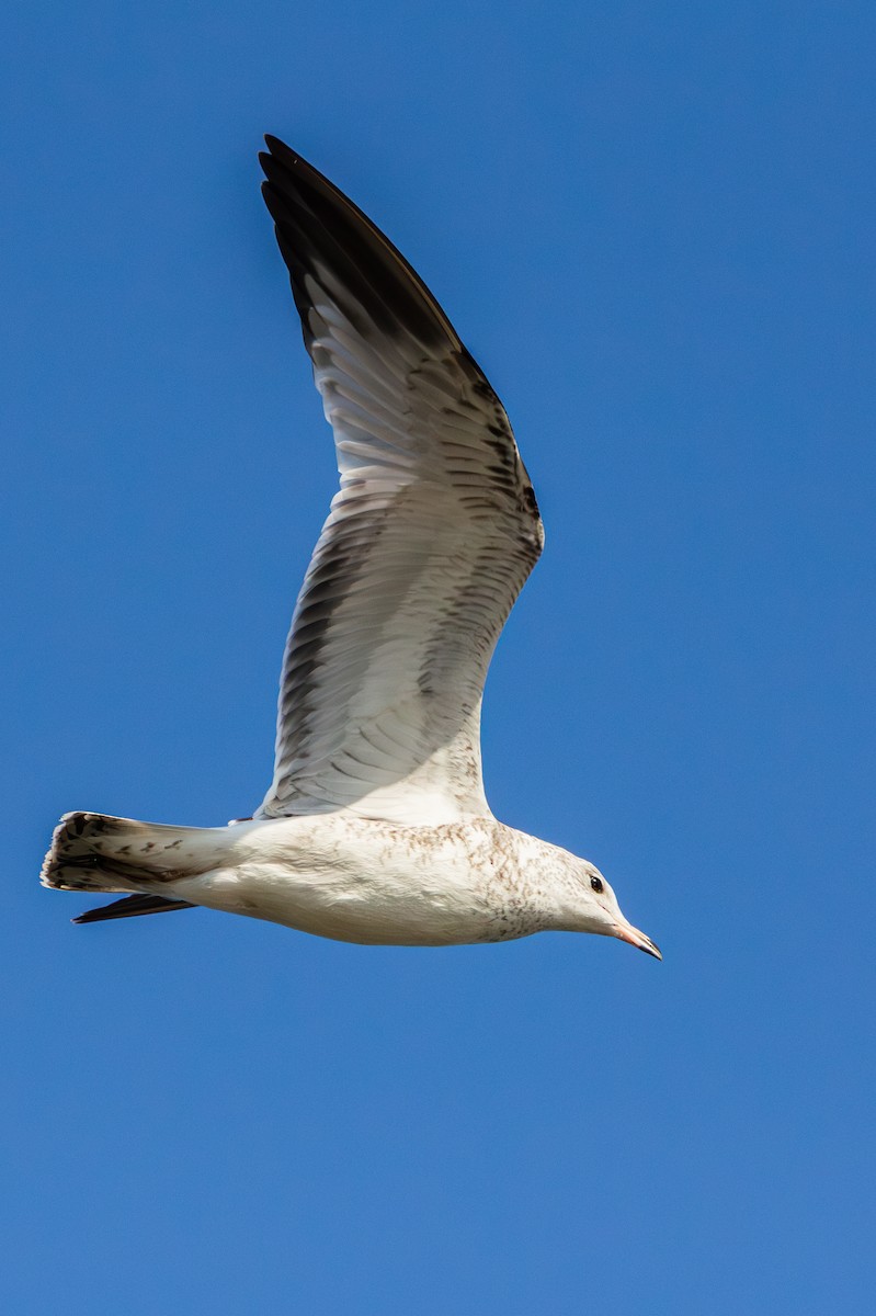 Ring-billed Gull - ML644114802