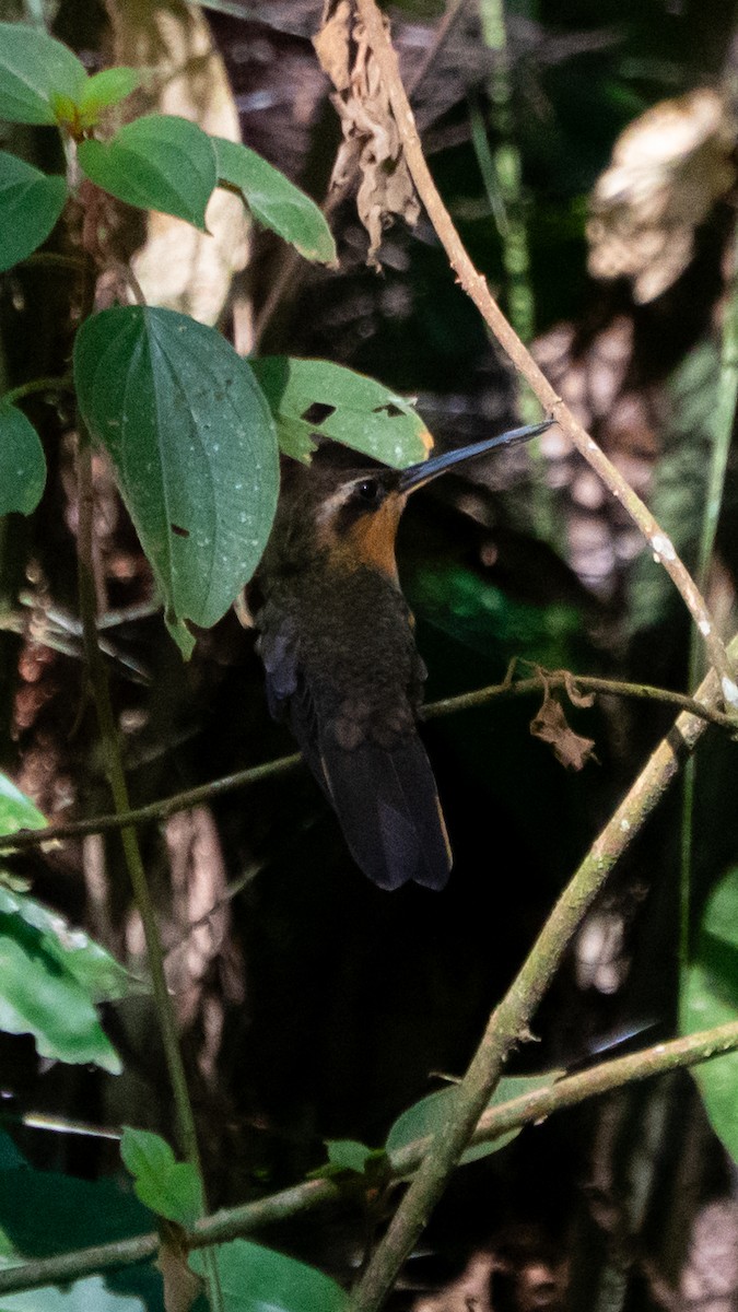 Saw-billed Hermit - ML644114811