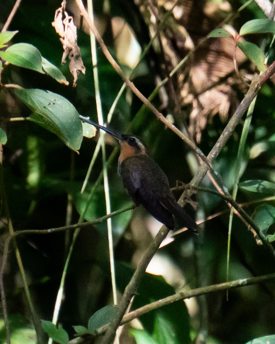 Saw-billed Hermit - ML644114812