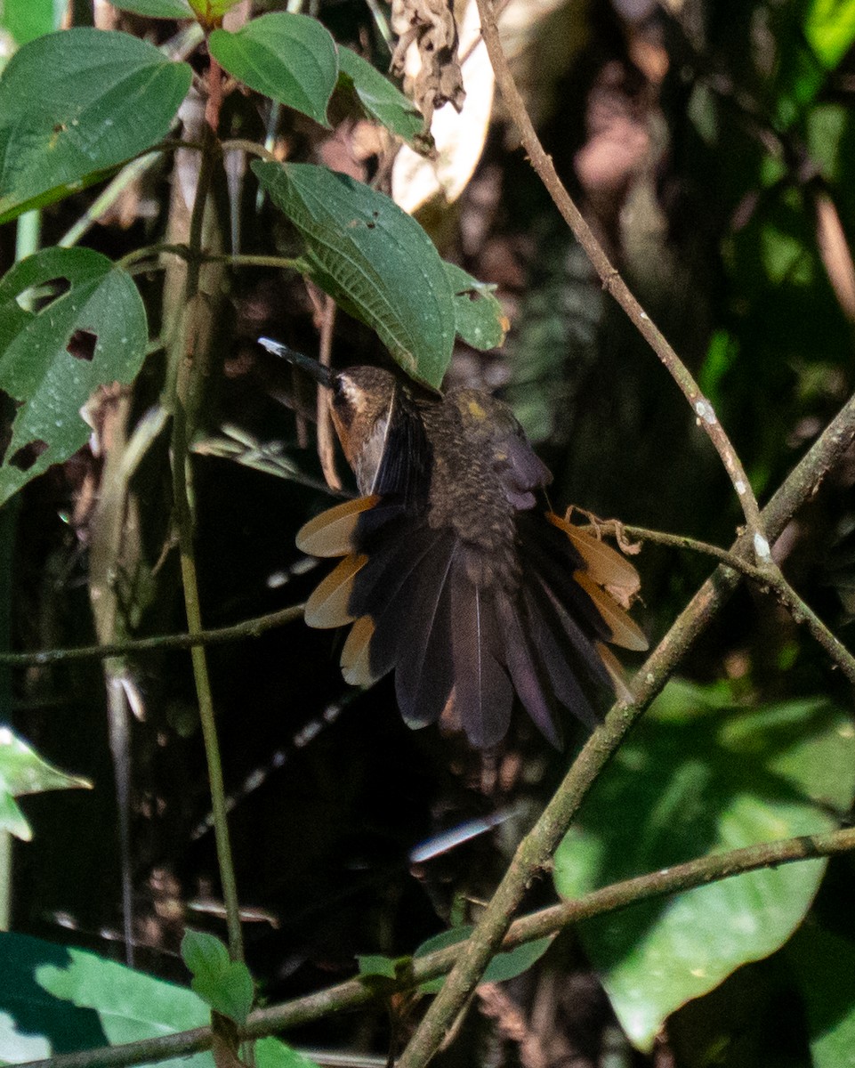 Saw-billed Hermit - ML644114813