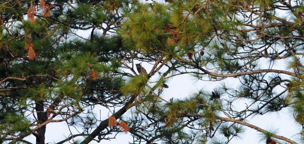 Great Horned Owl - ML644114814