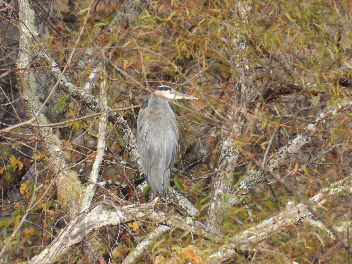 Great Blue Heron - ML644114815