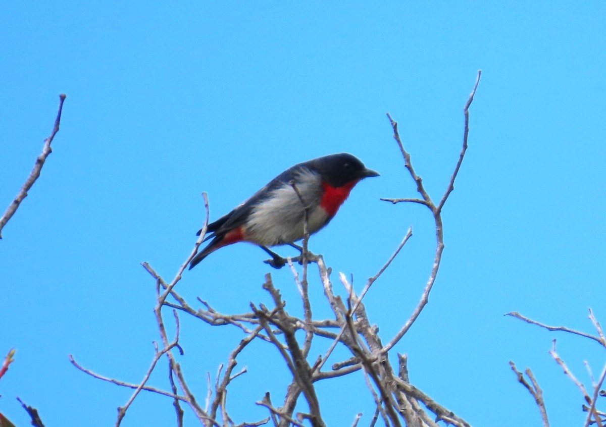 Mistletoebird - ML644114816