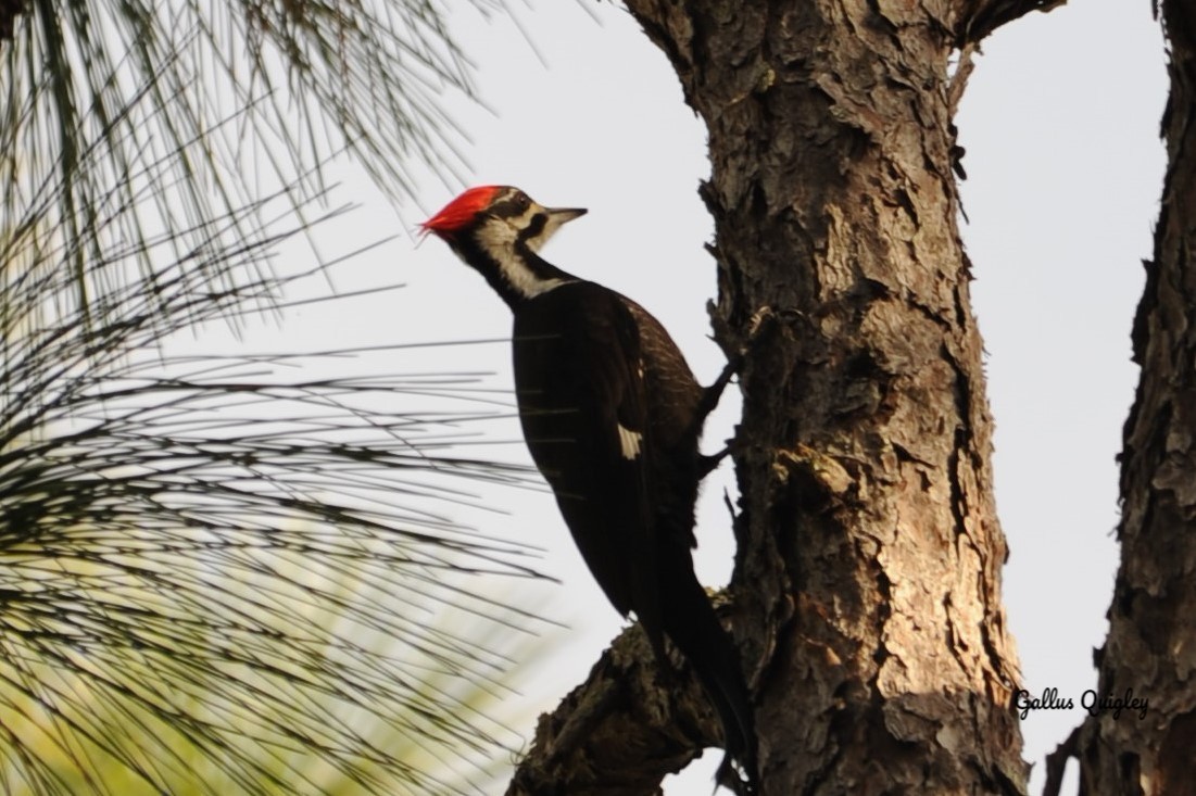 Pileated Woodpecker - ML644114821