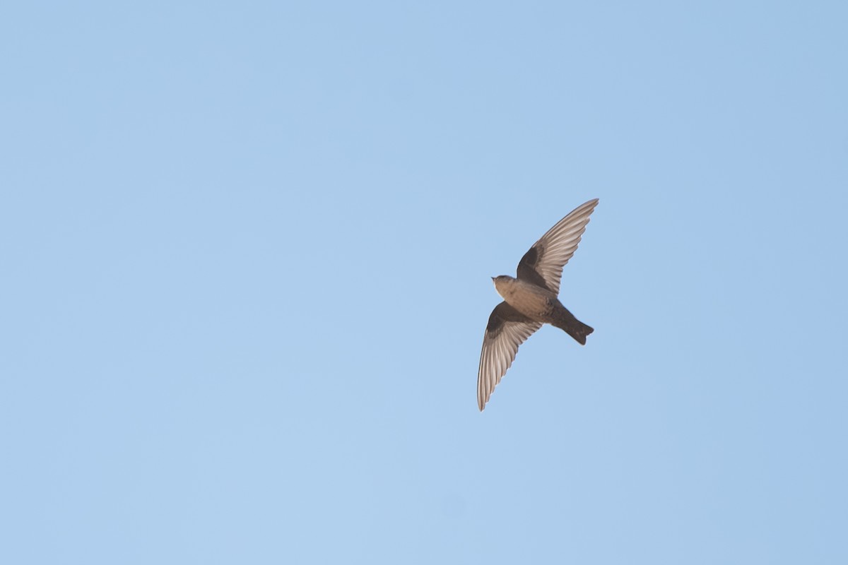 Eurasian Crag-Martin - ML644114822