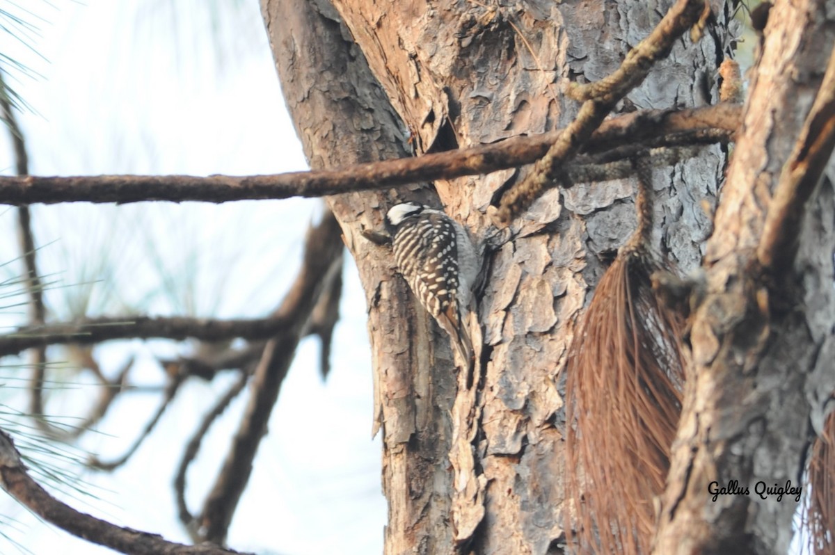 Red-cockaded Woodpecker - ML644114829