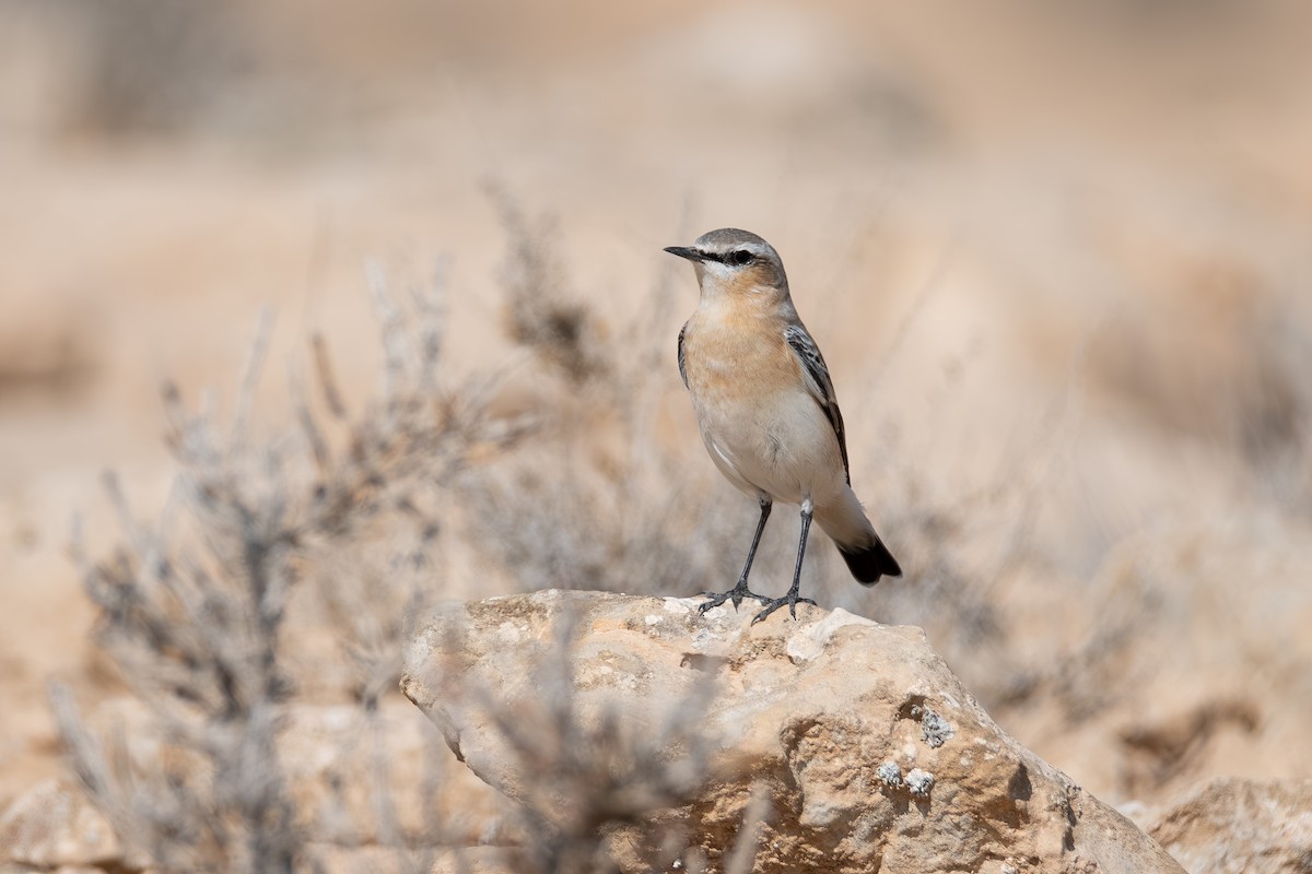 Northern Wheatear - ML644114834