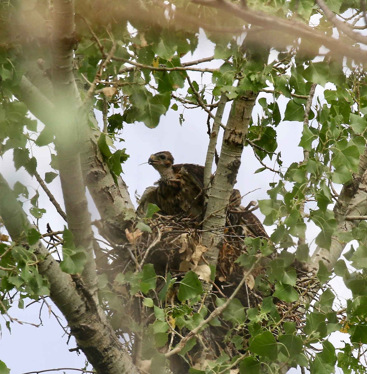 Канюк мексиканський - ML644114842