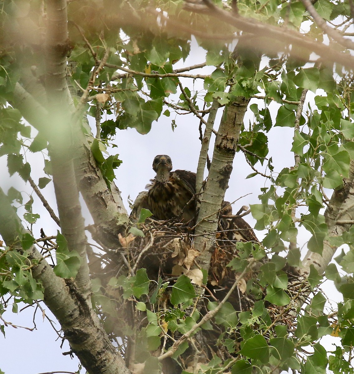 Канюк мексиканський - ML644114844