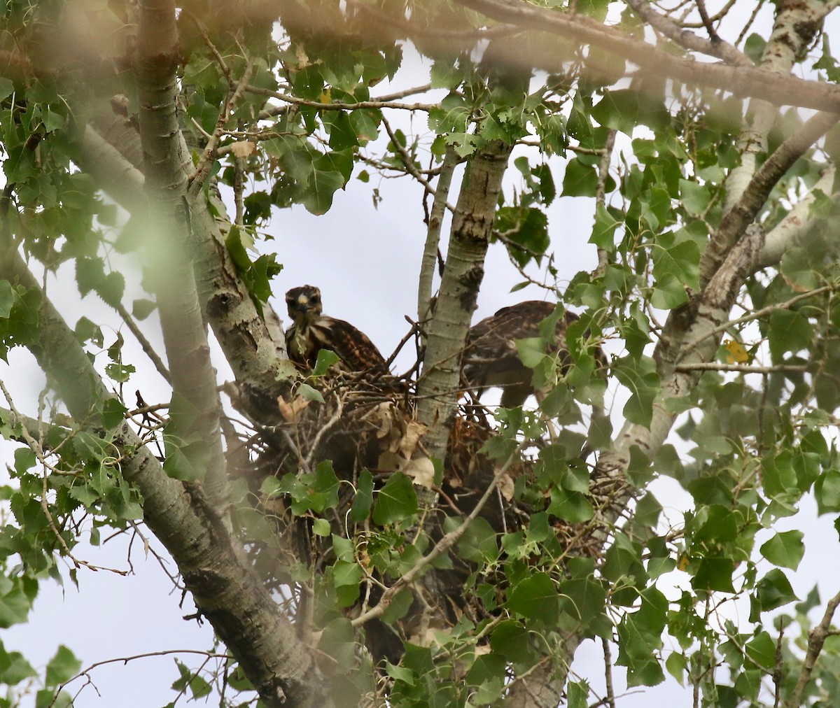 Канюк мексиканський - ML644114846