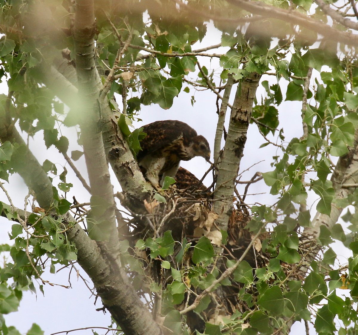 Канюк мексиканський - ML644114847