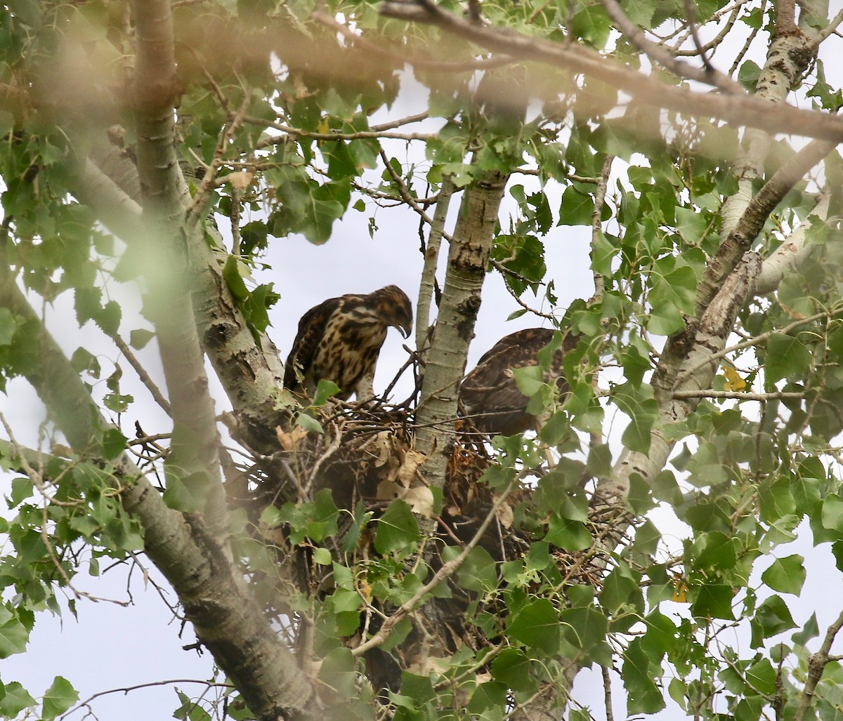 Канюк мексиканський - ML644114848