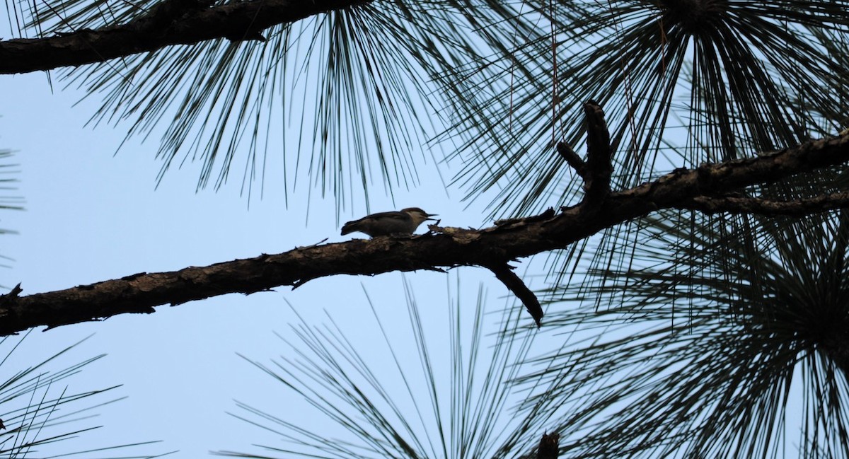 Brown-headed Nuthatch - ML644114849