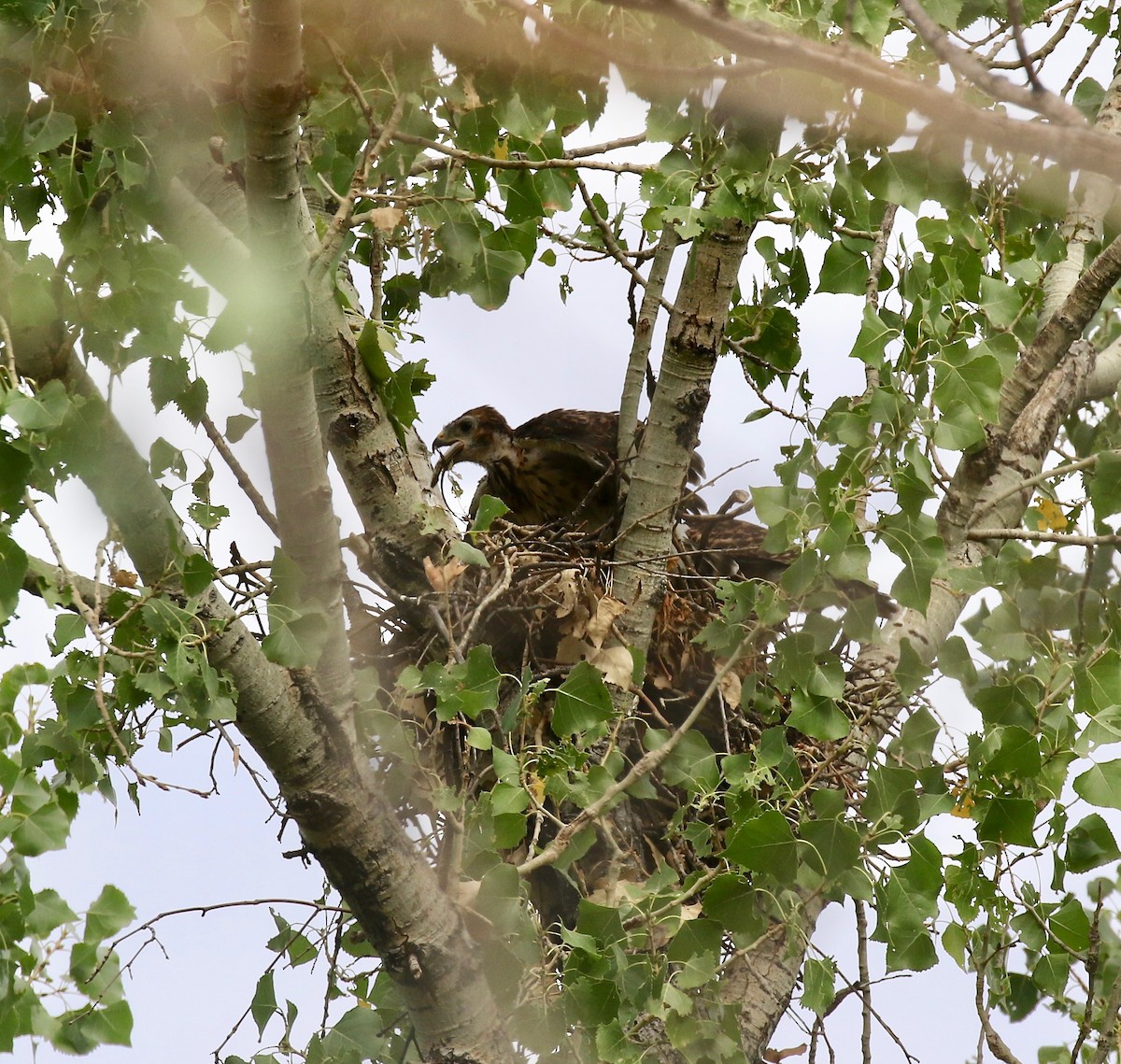 Канюк мексиканський - ML644114850