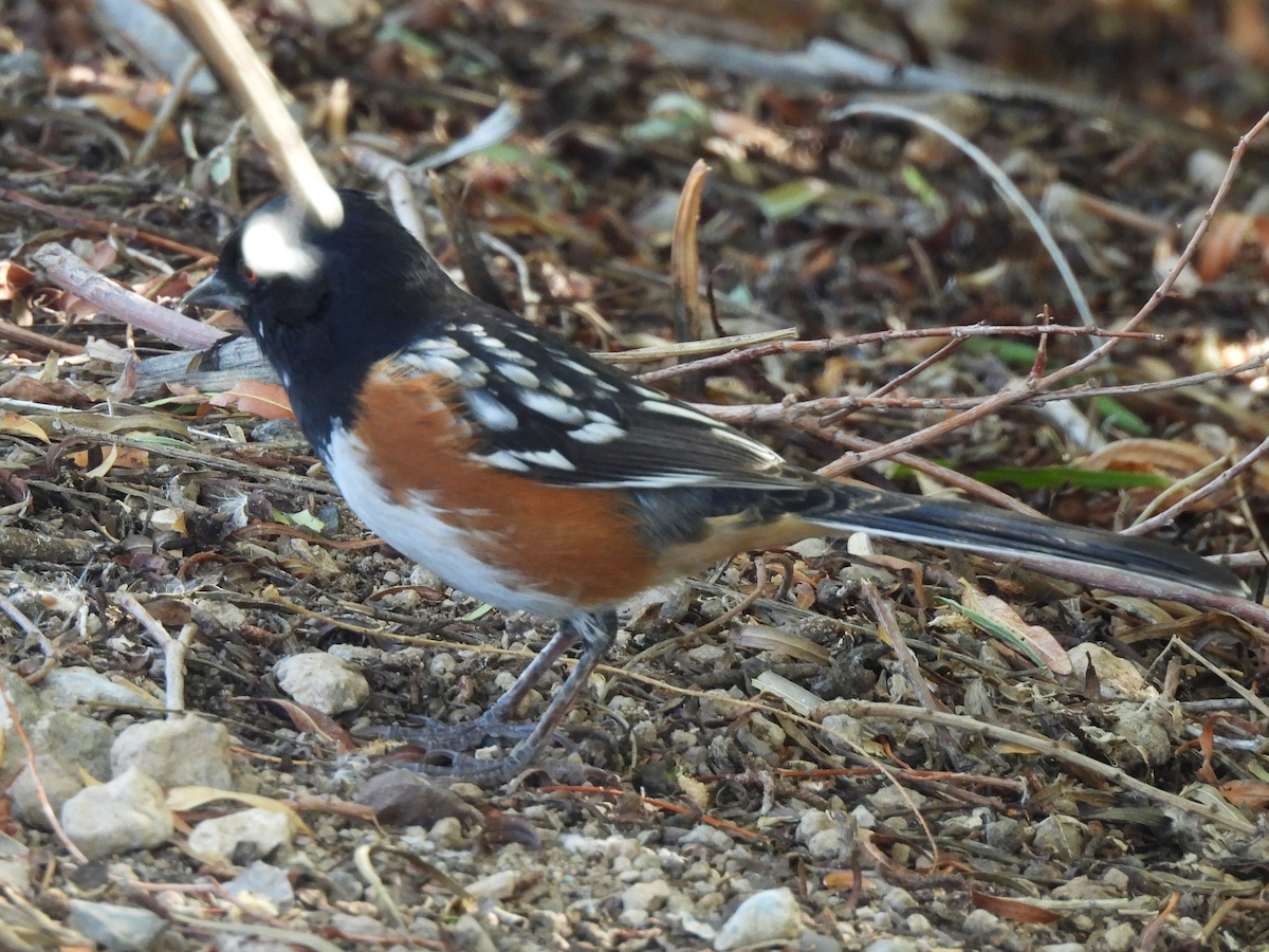 Spotted Towhee - ML644114851