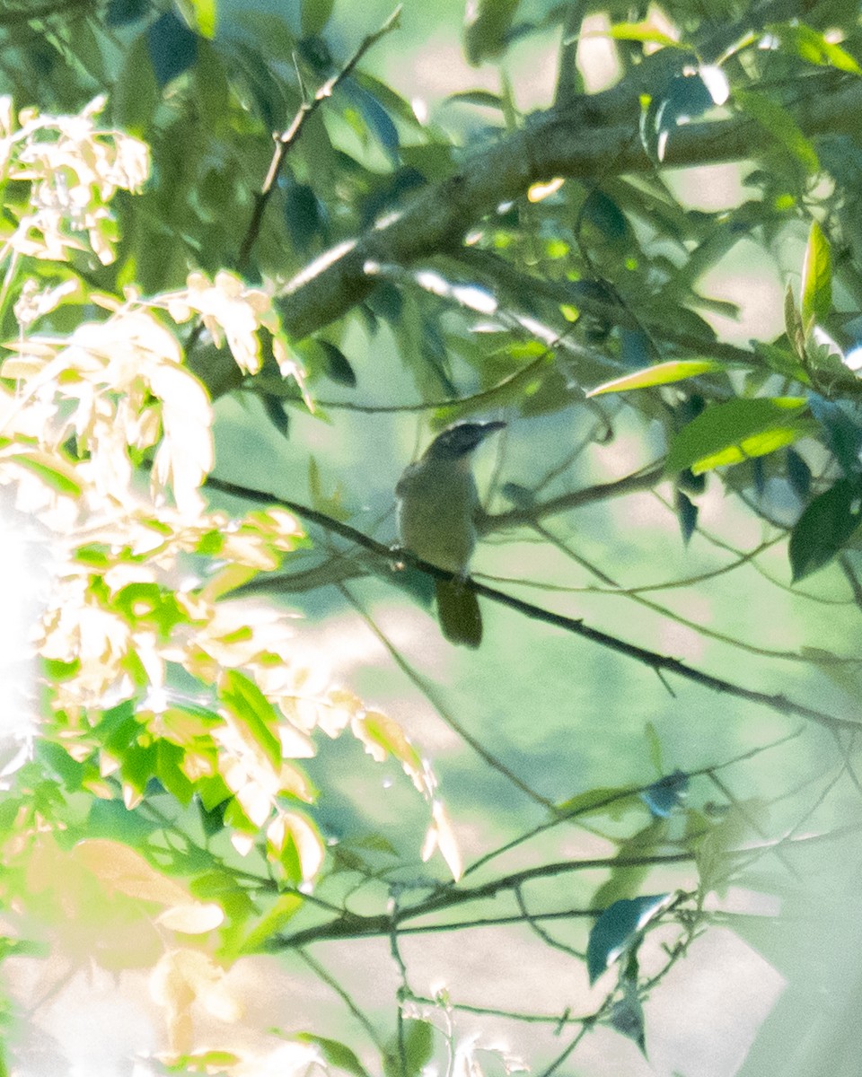 Buff-throated Saltator - ML644114859