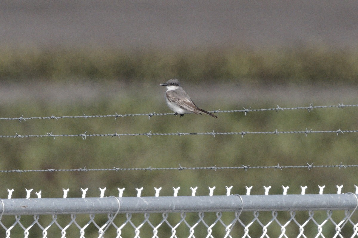 Gray Kingbird - ML644114860