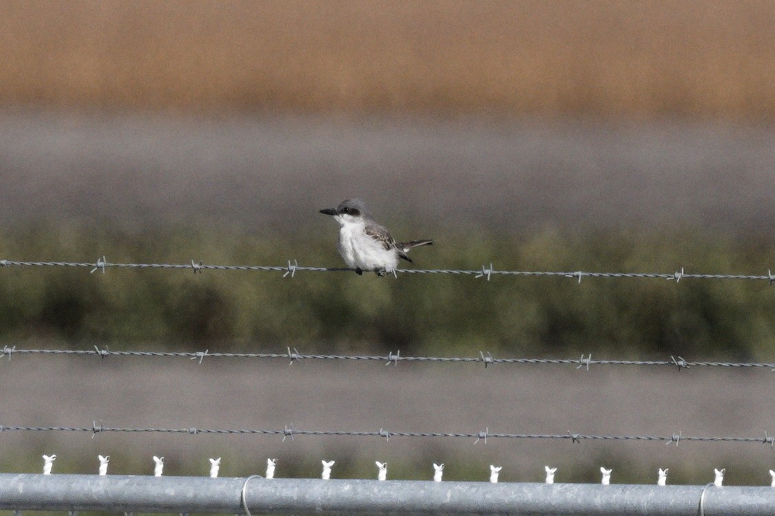 Gray Kingbird - ML644114861