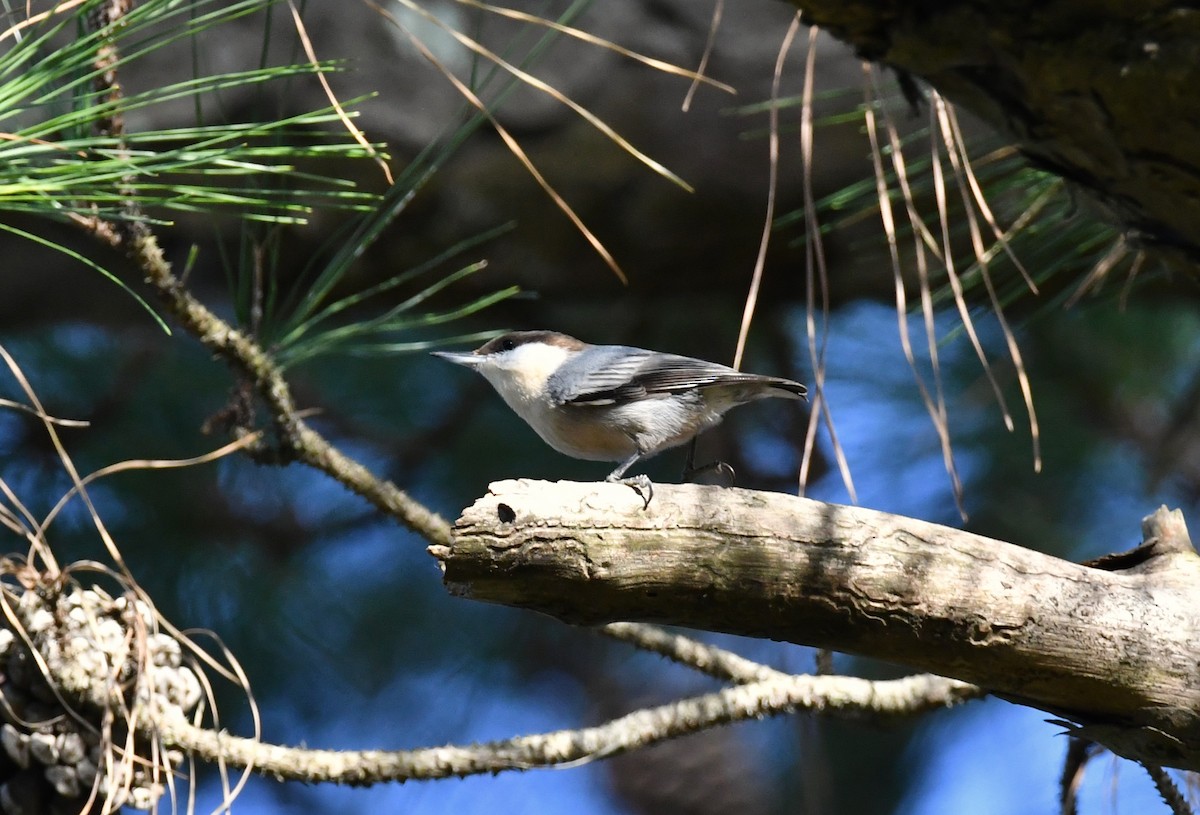 Brown-headed Nuthatch - ML644114862