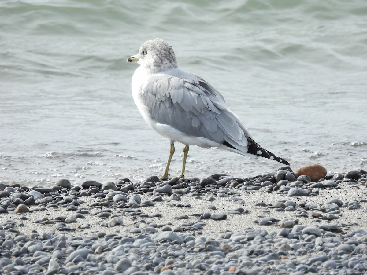 Ring-billed Gull - ML644114863